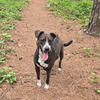 Hershel -  Mixed Breed Dog for Adoption in Durham, North Carolina - Hershel | PetCurious