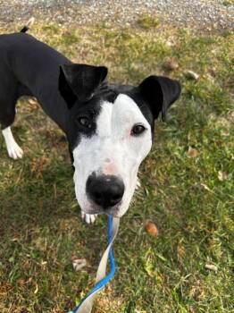 Rescue Hound and Terrier Dogs for Adoption in Whitestown, Indiana - Jinger | PetCurious