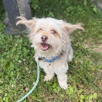 Rescue Terrier and Poodle Dogs for Adoption in Phoenixville, Pennsylvania - Stevie | PetCurious