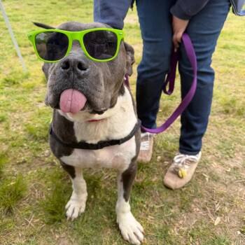 Mixed Breed Dogs Available for Adoption in Newark, New Jersey - Riyah | PetCurious