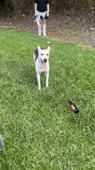 Antonio -  German Shepherd Dog and Yellow Labrador Retriever Dog for Adoption in Humacao, Humacao - Antonio | PetCurious