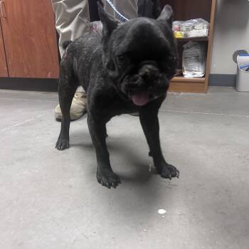 Uncle Ruckus -  French Bulldog Dog for Adoption in Yuma, Arizona - Uncle Ruckus | PetCurious