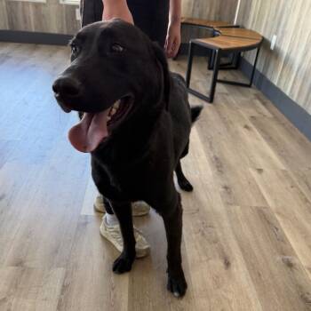 Blackthorn -  German Shepherd Dog and Golden Retriever Dog for Adoption in Idaho Falls, Idaho - Blackthorn | PetCurious