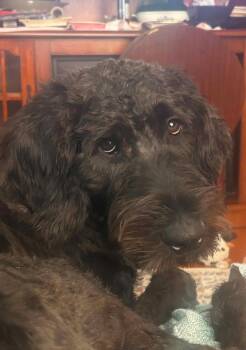 Winston -  Standard Poodle and Labradoodle Dog for Adoption in Falls Church, Virginia - Winston | PetCurious