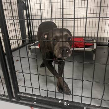 Terrier Dogs Available for Adoption - Garnet | PetCurious