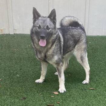 Mary Lynn 1650 -  Norwegian Elkhound Dog for Adoption in Loxahatchee Groves, Florida - Mary Lynn 1650 | PetCurious