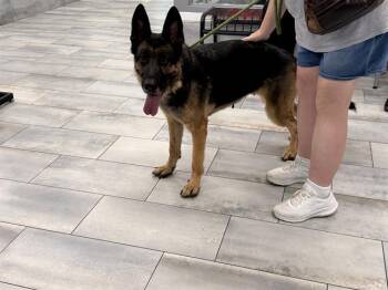 MAYA -  German Shepherd Dog Dog for Adoption in Charlotte, North Carolina - MAYA | PetCurious