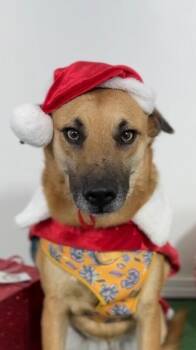 Shepherd and Mixed Breed Dogs Available for Adoption - Balu | PetCurious