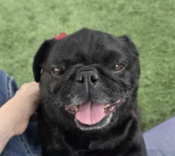 Osita -  Pug Dog for Adoption in Brea, California - Osita | PetCurious