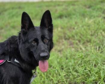 Valhalla -  German Shepherd Dog and Mixed Breed Dog for Adoption in Key West, Florida - Valhalla | PetCurious