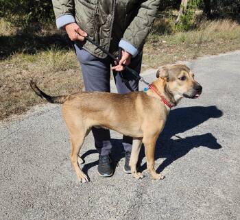Rescue Yellow Labrador Retriever Dogs for Adoption in Dripping Springs, Texas - Buck | PetCurious