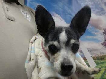 Terrier and Mixed Breed Dogs Available for Adoption in Moreno Valley, California - A550113 | PetCurious