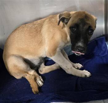 Rescue German Shepherd Dog Dogs for Adoption in Thousand Oaks, California - Nickit -- URGENT! | PetCurious