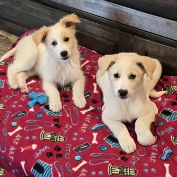 Great Pyrenees and Mixed Breed Dogs Available for Adoption in Olathe, Kansas - Nikon | PetCurious