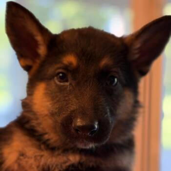 German Shepherd Dog Dogs Available for Adoption in Greenfield, Indiana - Graylen - Gray | PetCurious