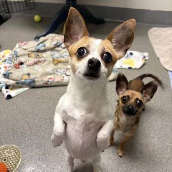 Rocky -  Chihuahua Dog for Adoption in Brockton, Massachusetts - Rocky | PetCurious