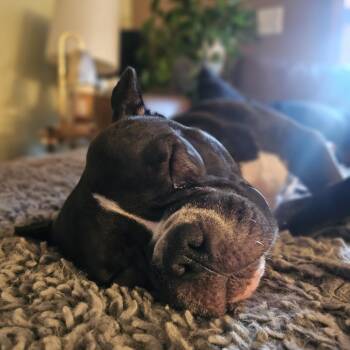 Solana D11602 -  American Bulldog and French Bulldog Dog for Adoption - Solana D11602 | PetCurious