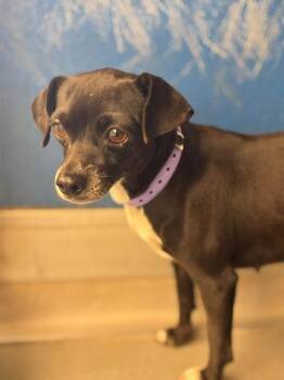 A256066 -  Chihuahua and Mixed Breed Dog for Adoption in Visalia, California - A256066 | PetCurious