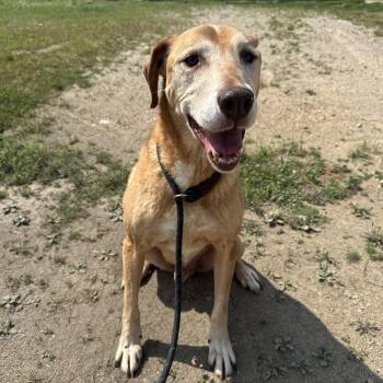 Rescue Yellow Labrador Retriever Dogs for Adoption in White Cloud, Michigan - Walter | PetCurious