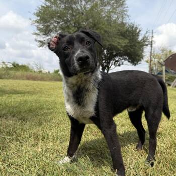 Louie -  Australian Shepherd Dog for Adoption in Pearland, Texas - Louie | PetCurious