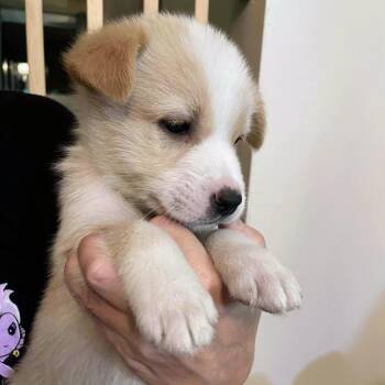 Rescue Shepherd Dogs for Adoption in Niagara Falls, Ontario - Vision (20250924-04) | PetCurious