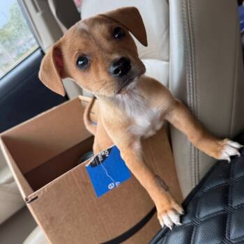 Rescue Mixed Breed Dogs for Adoption in Helena, Alabama - Fletcher | PetCurious