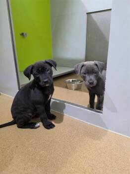 RAVEN -  Pit Bull Terrier and Mixed Breed Dog for Adoption in St. Peters, Missouri - RAVEN | PetCurious
