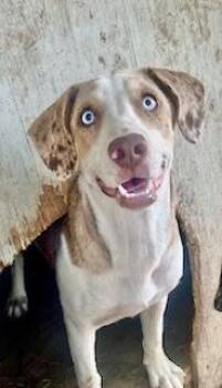 Rescue Catahoula Leopard Dog Dogs for Adoption in Manchester, Connecticut - Liberty | PetCurious