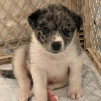 Border Collie Dogs Available for Adoption in La Grange, Kentucky - Bagel | PetCurious