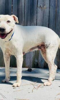 AC-4904" Dotty" -  Pit Bull Terrier Dog for Adoption in Conyers, Georgia - AC-4904" Dotty" | PetCurious