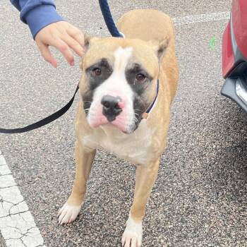 Kratos -  Mixed Breed Dog for Adoption in Philadelphia, Pennsylvania - Kratos | PetCurious