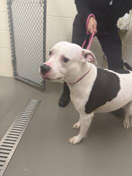 Pit Bull Terrier Dogs Available for Adoption - CREMINI | PetCurious