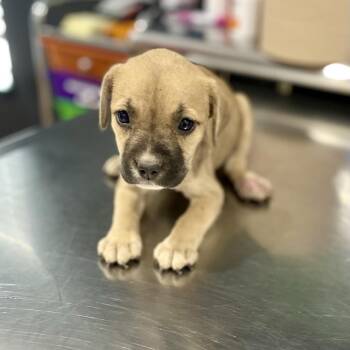 Utopia -  Pit Bull Terrier and Mixed Breed Dog for Adoption in Livingston, Texas - Utopia | PetCurious