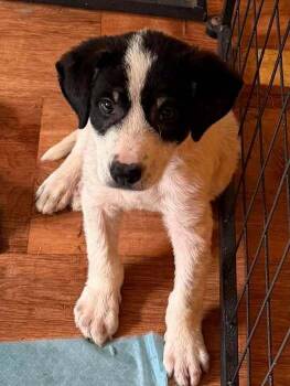 Hitch (AL) -  Border Collie and Australian Shepherd Dog for Adoption in New York, New York - Hitch (AL) | PetCurious