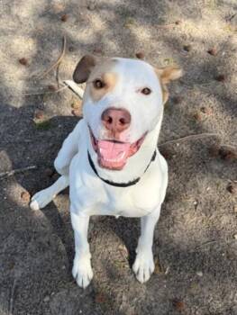 Mixed Breed Dogs Available for Adoption in West Chester, Pennsylvania - Koda | PetCurious