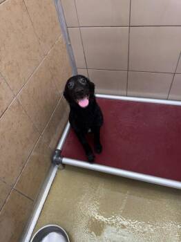 Willow -  Mixed Breed Dog for Adoption in Hobbs, New Mexico - Willow | PetCurious