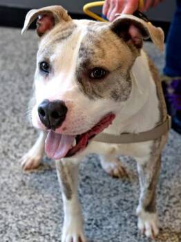 Mixed Breed Dogs Available for Adoption in West Chester, Pennsylvania - Nino | PetCurious