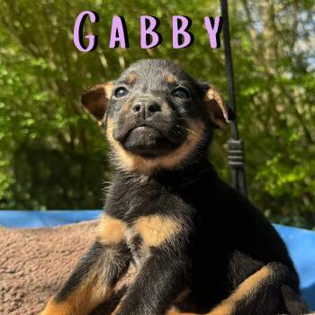 Shepherd and Carolina Dog Dogs Available for Adoption in Ragland, Alabama - Gabby | PetCurious