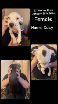 Pit Bull Terrier Dogs Available for Adoption in Billings, Montana - Lol-P8 Daisy | PetCurious