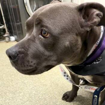 IVHS-Stray-140515 -  Pit Bull Terrier Dog for Adoption in San Gabriel, California - IVHS-Stray-140515 | PetCurious