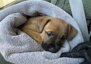 German Shepherd Dog and Mixed Breed Dogs Available for Adoption in Santa Monica, California - A068937 | PetCurious