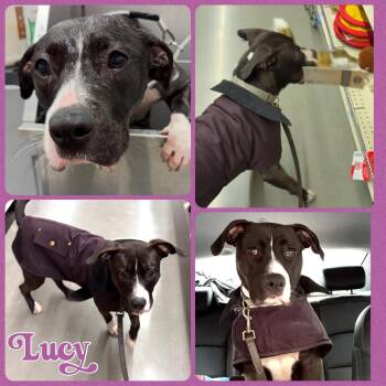Rescue Pit Bull Terrier and Terrier Dogs for Adoption in Plainfield, Connecticut - Lucy | PetCurious