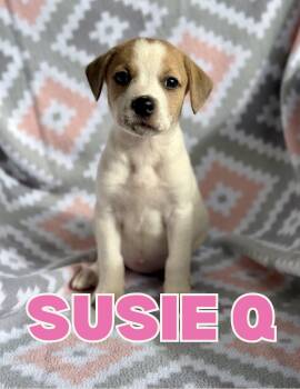 Susie Q -  Mixed Breed Dog for Adoption in Shalimar, Florida - Susie Q | PetCurious