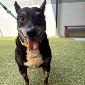 Payton -  Mixed Breed Dog for Adoption in Asheville, North Carolina - Payton | PetCurious