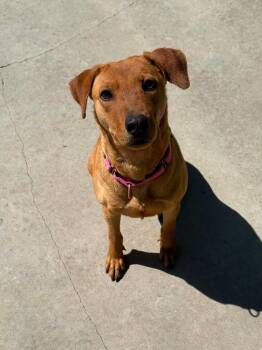 Rhodesian Ridgeback Dogs Available for Adoption in Viroqua, Wisconsin - Remedy | PetCurious