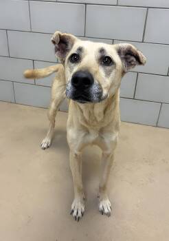 Nyla -  Mixed Breed Dog for Adoption in Nashville, Tennessee - Nyla | PetCurious