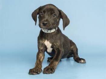 CINDER -  Pit Bull Terrier Dog for Adoption in Phoenix, Arizona - CINDER | PetCurious