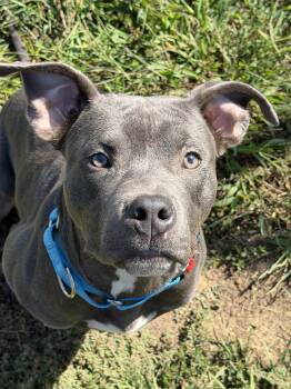 T Love (ID 53148) -  Pit Bull Terrier Dog for Adoption in Manassas, Virginia - T Love (ID 53148) | PetCurious