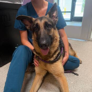 German Shepherd Dog and Mixed Breed Dogs Available for Adoption in Englewood, Florida - Serena | PetCurious