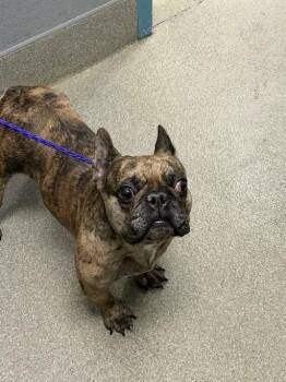 ROSIE -  French Bulldog Dog for Adoption in Las Vegas, Nevada - ROSIE | PetCurious